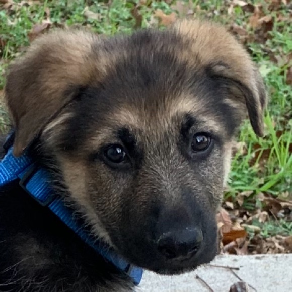 Meet your Posher, Adolph - Picture 1 of 1